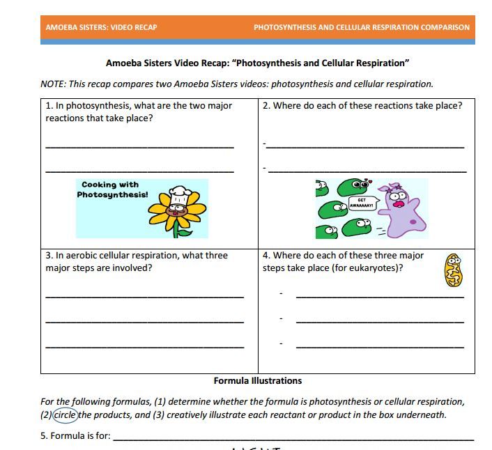 Photosynthesis Cellular Respiration Worksheets Answers Key