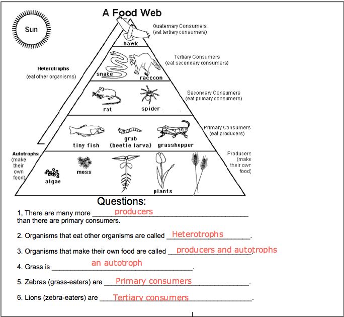 Food Web Worksheet Answer Key Pdf