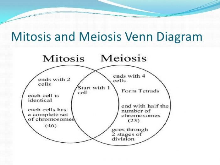 comparing-mitosis-and-meiosis-worksheets-answer-key