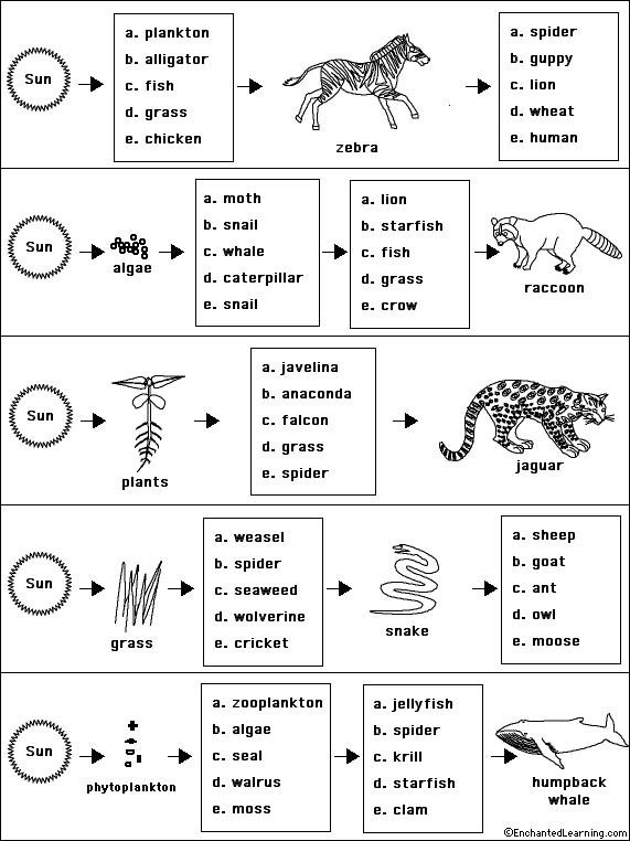 Ecological Pyramids Worksheets Answers