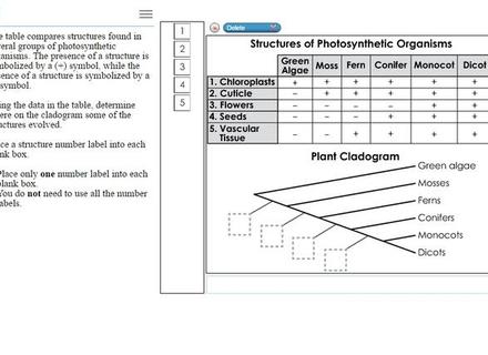 minion cladogram construction answer key