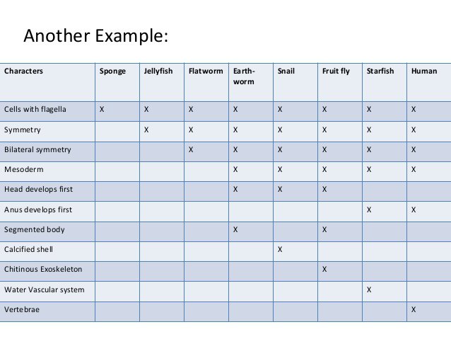 Cladogram Worksheets Answers