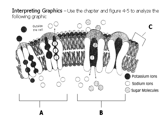 Cell Membrane Labeling Worksheet - Worksheet List