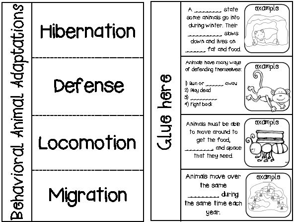 Best 25+ Animal Adaptations Ideas On Free Worksheets Samples