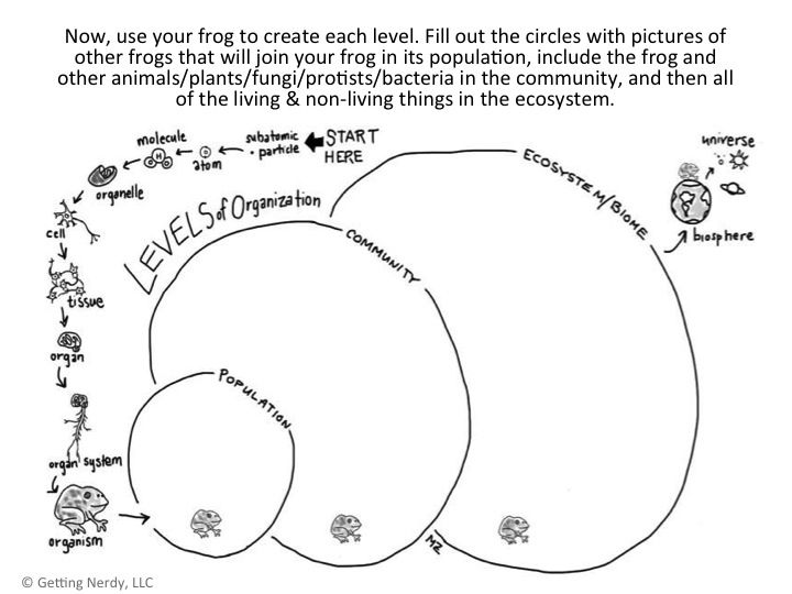 Best 25+ Levels Of Organization Biology Ideas On Free Worksheets Samples