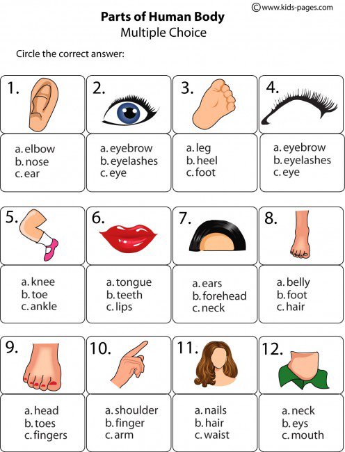 Body Parts Multiple Choice Worksheet