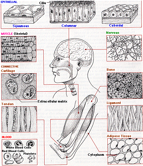 Body Tissues Worksheet Free Worksheets Library