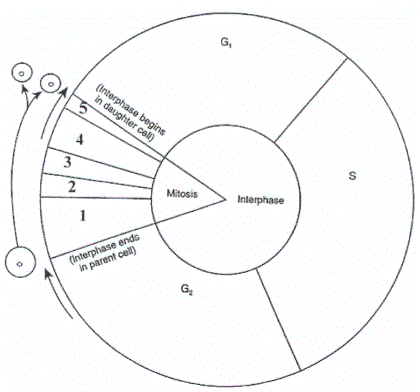 Cell Cycle Diagram Worksheet