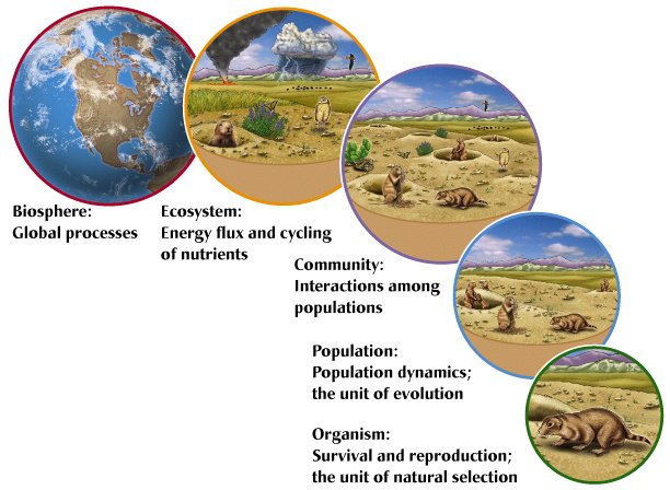 Day 0  Ecological Levels Of Organization