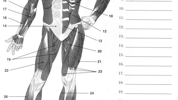 Diagram Of Muscular System Label Muscles Worksheet