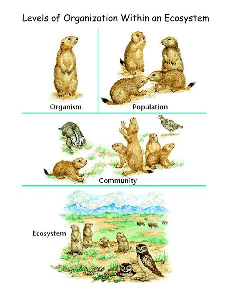 Ecology Levels Of Organization Worksheet