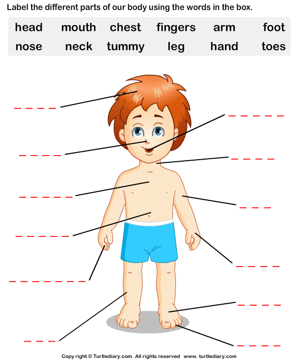 Human Body Parts Worksheet