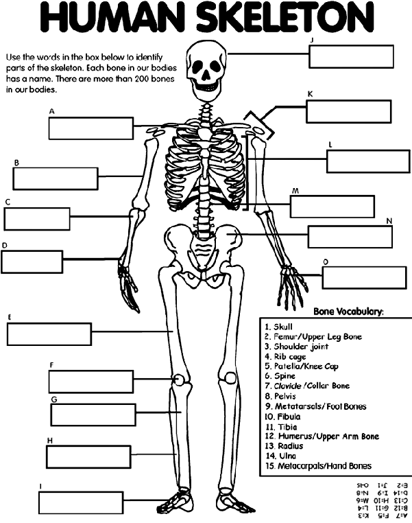 Human Skeleton Bones Worksheet Coloring Page For Kids