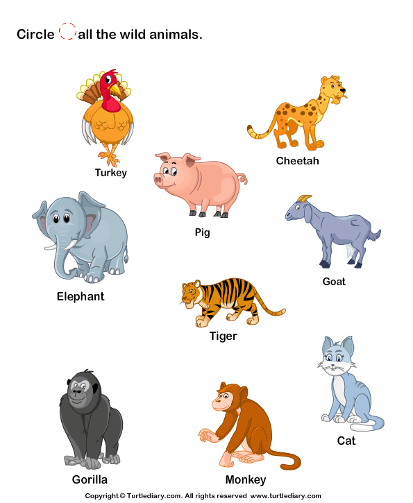 Identify Wild Animals Worksheet