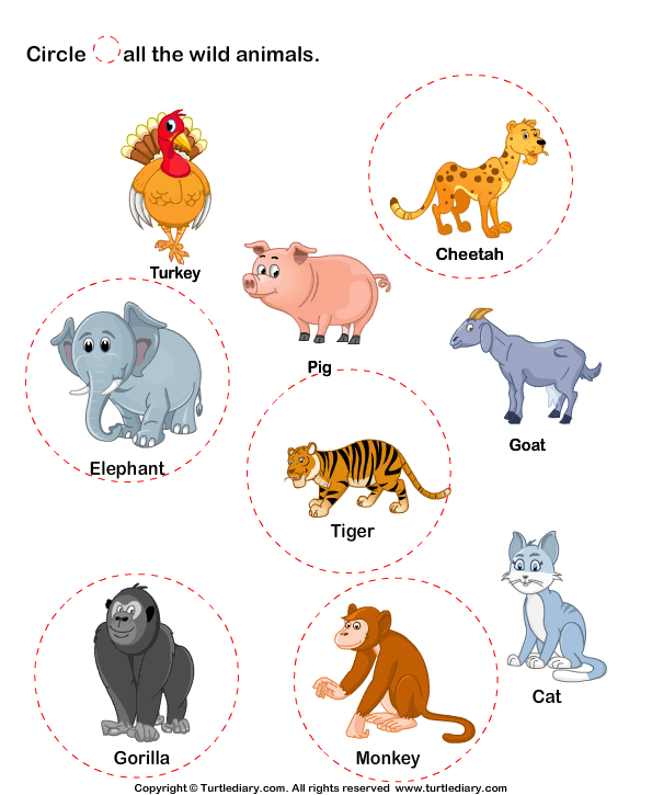 Identify Wild Animals Worksheet