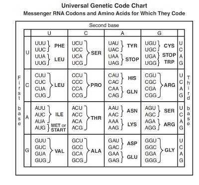 Key Idea 2 Genetics