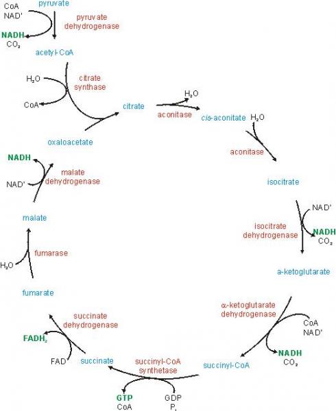 Krebs Cycle Worksheet Free Worksheets Library