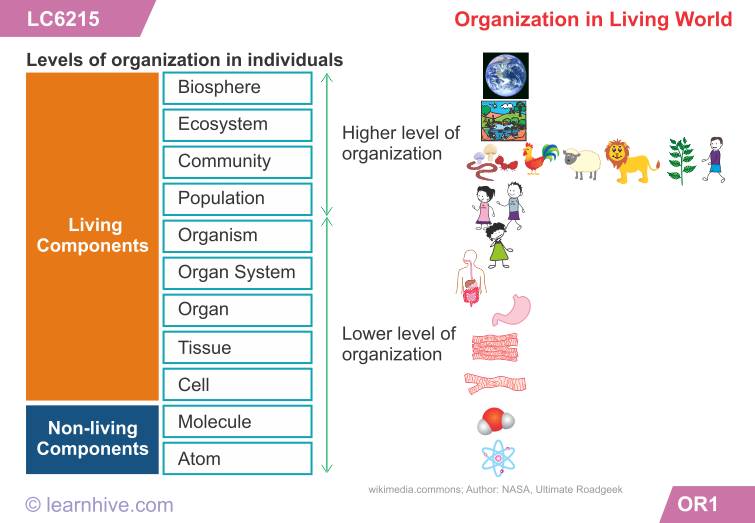 Learnhive