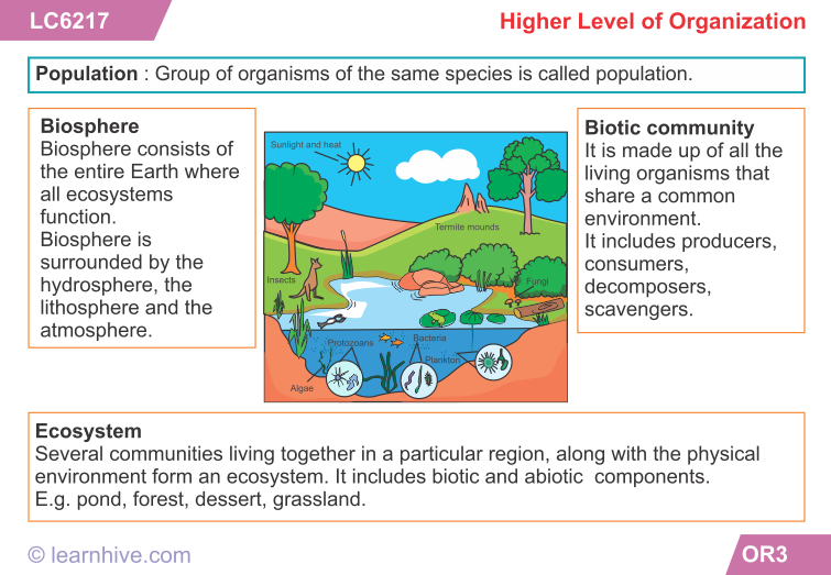 Learnhive