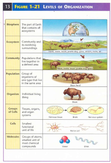 Levels Of Biological Ecological Organization