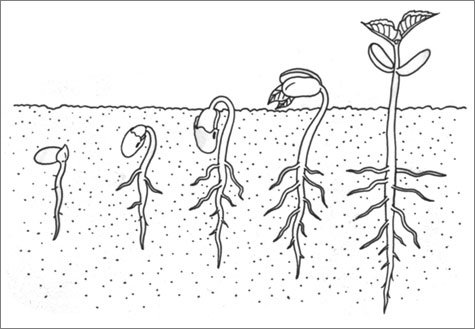 Life Cycle Of A Plant