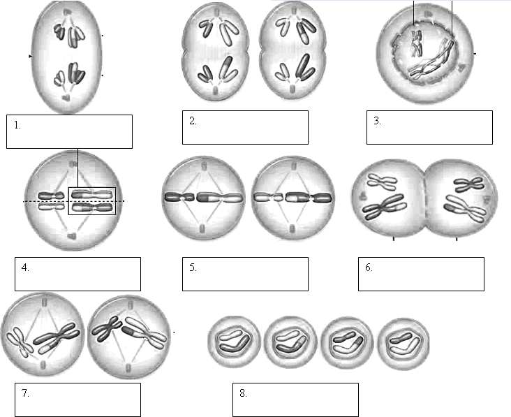 Meiosis