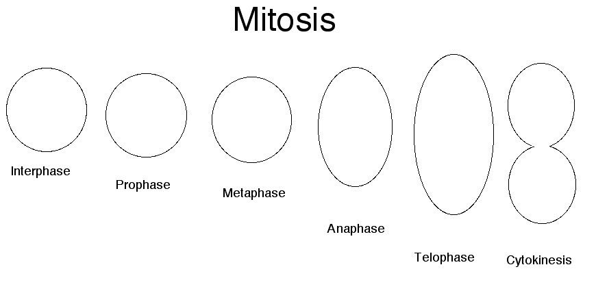 Mitosis Of An Animal Cell Coloring  Mitosis Are Interphase The