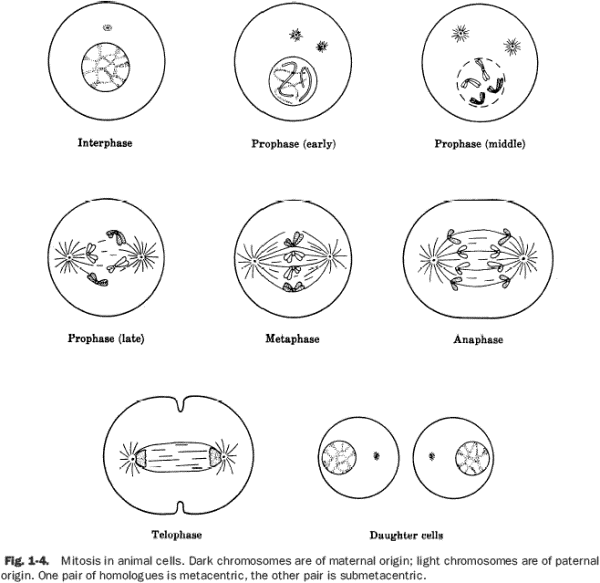 Mitosis Phases Worksheet Free Worksheets Library