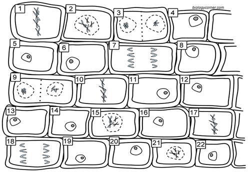 Mitosis Worksheets Free Worksheets Library