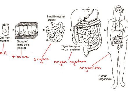 Organization Of Living Things Ck 12 Foundation, Organization Of