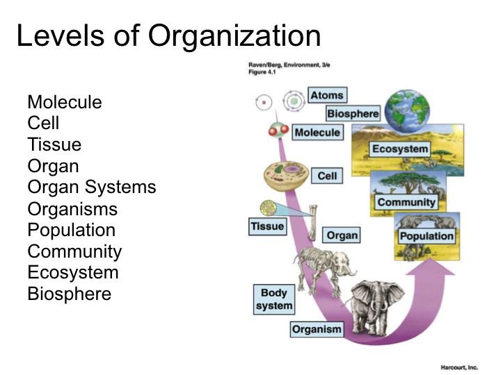 Organization Of Living Things Worksheet, Organization Of Living