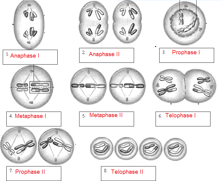 Phases Of Meiosis Worksheet Free Worksheets Library