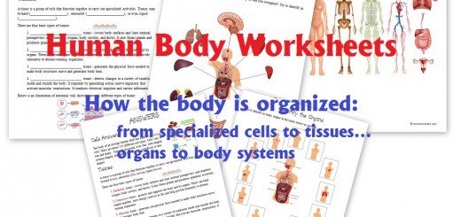 Science  Human Body Unit