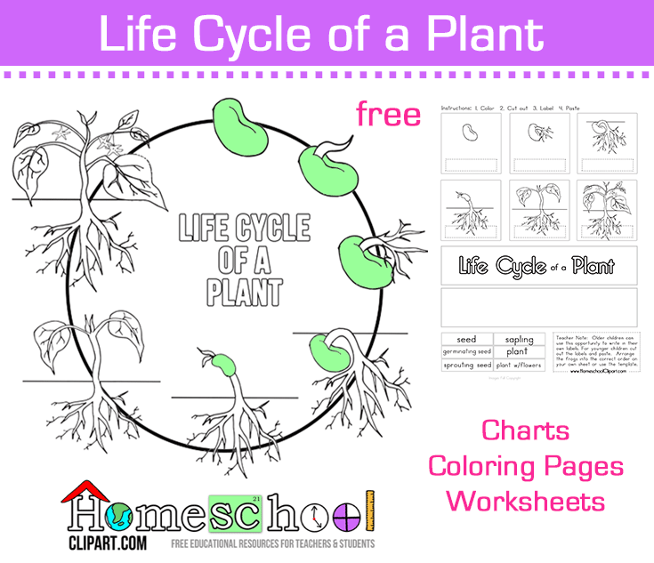 Seed To Plant Coloring & Worksheet