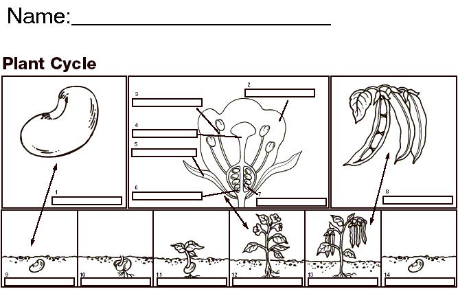 Seed Worksheet Free Worksheets Library