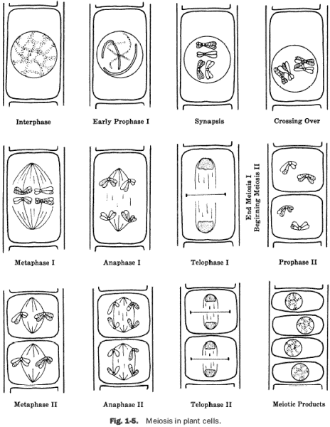 Stages Of Meiosis Worksheet Free Worksheets Library