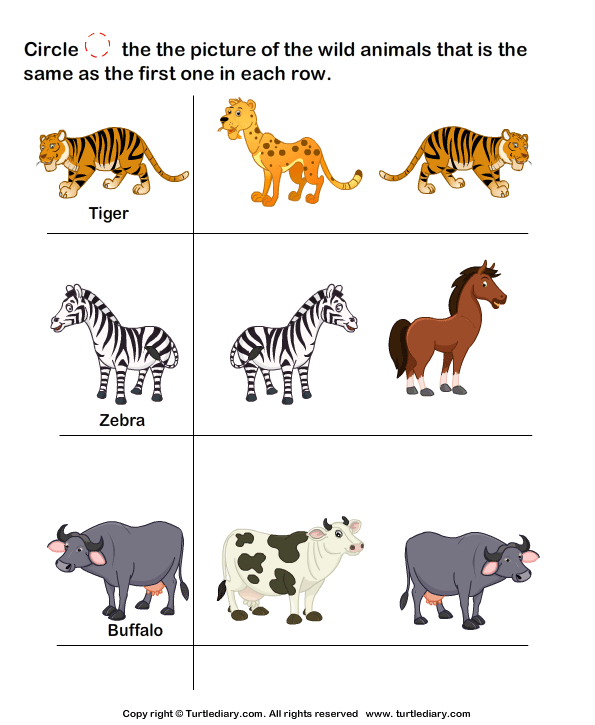 Wild Animals Tiger Worksheet