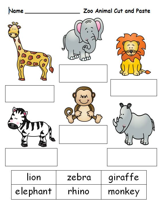 Zoo Animal Activities