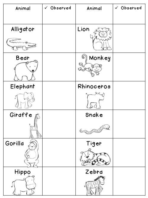 Zoo Animals Activity And Video
