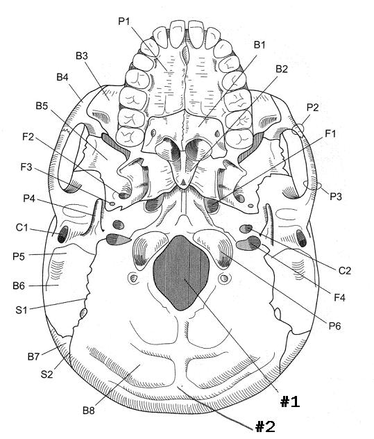 Axial Skeleton Skull Flashcards Proprofs Skull Labeling Worksheet