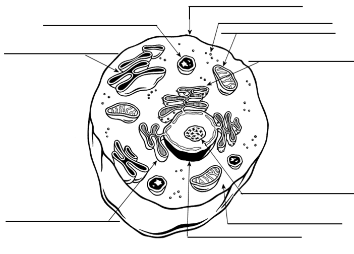 Blank Animal Cell Diagram Worksheet, Animal Cell Coloring Page Key