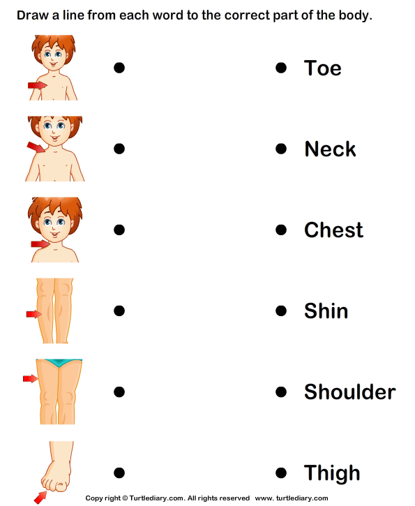 Body Human Parts Worksheet