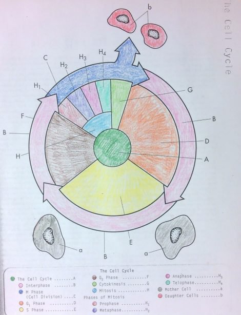 Cell Cycle Coloring Worksheet 3 1