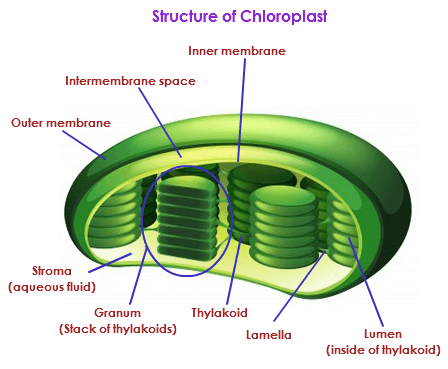 Chloroplast