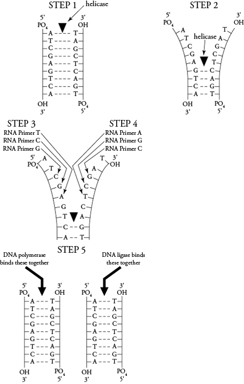 Dna Replication Step By Step (uke 5)