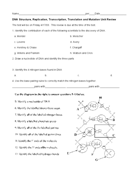 Dna Structure And Replication Worksheet Free Worksheets Library