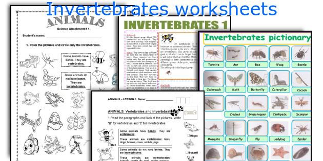 English Teaching Worksheets  Invertebrates