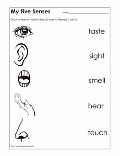 Five Senses Worksheet   Preschool Items
