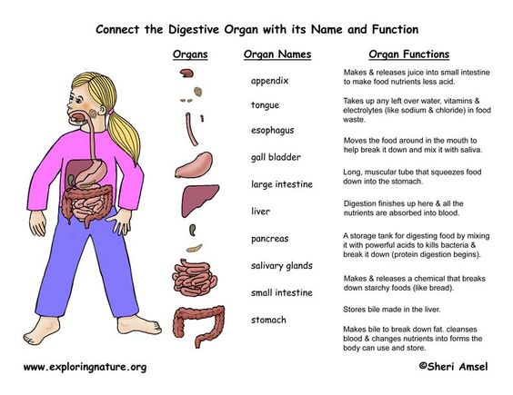 Free Internal Organs Worksheet