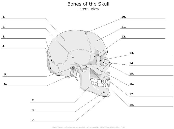 Human Anatomy Labeling Worksheets 296 Best Skeletal System Images